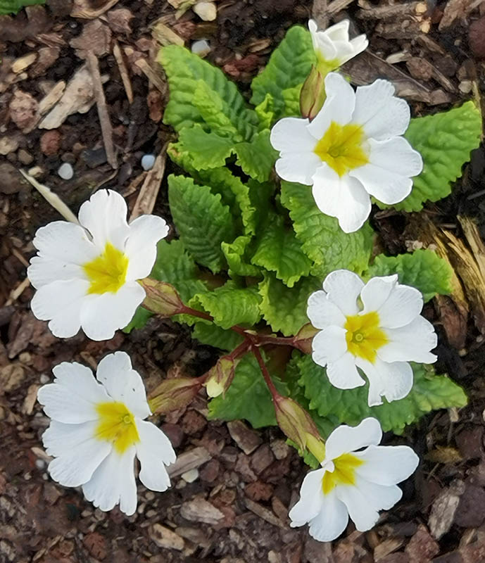 Primula 'Sneeuwwitje' en fleurs dans un jardin en mi-ombre